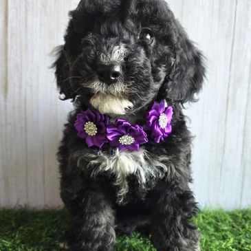 MICRO BERNEDOODLE PUPPIES BC VANCOUVER SURREY ABBOTSFORD KELOWNA BURNABY VICTORIA OKANAGAN