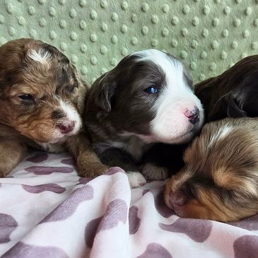 MINI BERNEDOODLE BREEDERS VANCOUVER ISLAND OKANOGAN KELOWNA bernadoodle puppies for sale