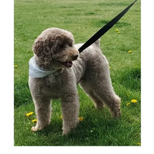 mini bernedoodle puppies for sale b.c