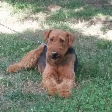 frankenfaustairedales.com - Puppies for Sale, Airedale Pups