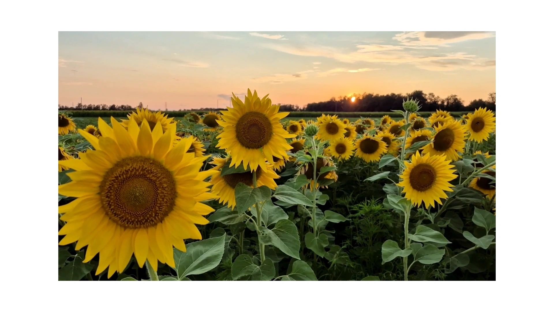 https://img1.wsimg.com/isteam/ip/6c9c2d97-dfd4-41de-b9ca-ff7c7c734236/thumbnails/thumbnail-b953bdaf-43eb-41db-8c0f-39f13da26aae.png