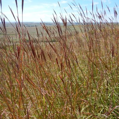 Tall grass in a wide open field under a clear sky.