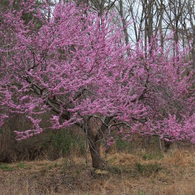 A tree covered in vibrant pink blossoms in a natural setting.