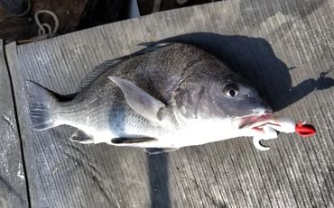 Black Drum caught with a Barefoot Jig