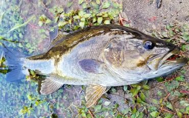 Smallmouth Bass caught with a Barefoot Circle Hook