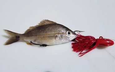 Grass Grunt rigged on a Barefoot Crab Decoy Jig