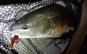 Drum caught with a Barefoot Jig