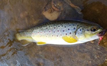 Trout caught with a Barefoot Circle Hook Chin Weight