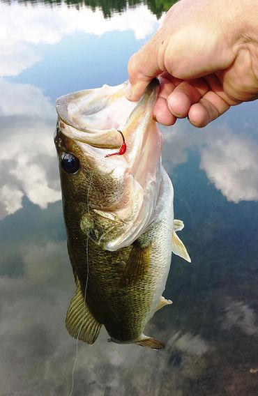 Largemouth Bass caught with a Barefoot Circle Hook Chin Weight