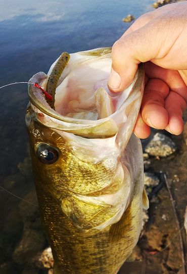 Largemouth Bass caught with a Barefoot Circle Hook Chin Weight