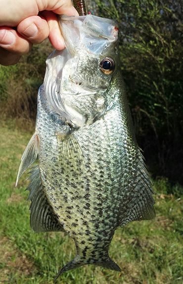 White Crappie caught with a Barefoot Circle Hook Chin Weight
