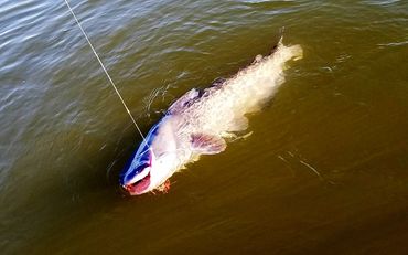 Blue Catfish caught with a Barefoot Weedless (modified) Circle Hook Chin Weight