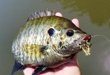 Redear Sunfish caught on a Barefoot Circle Hook and Trout Slayer Crawfish
