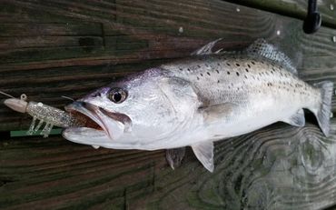 Speckled Trout caught with a Silver Barefoot Jig