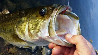 cortland fishing reels Cortland Retro X Click Reel X-II Reel
