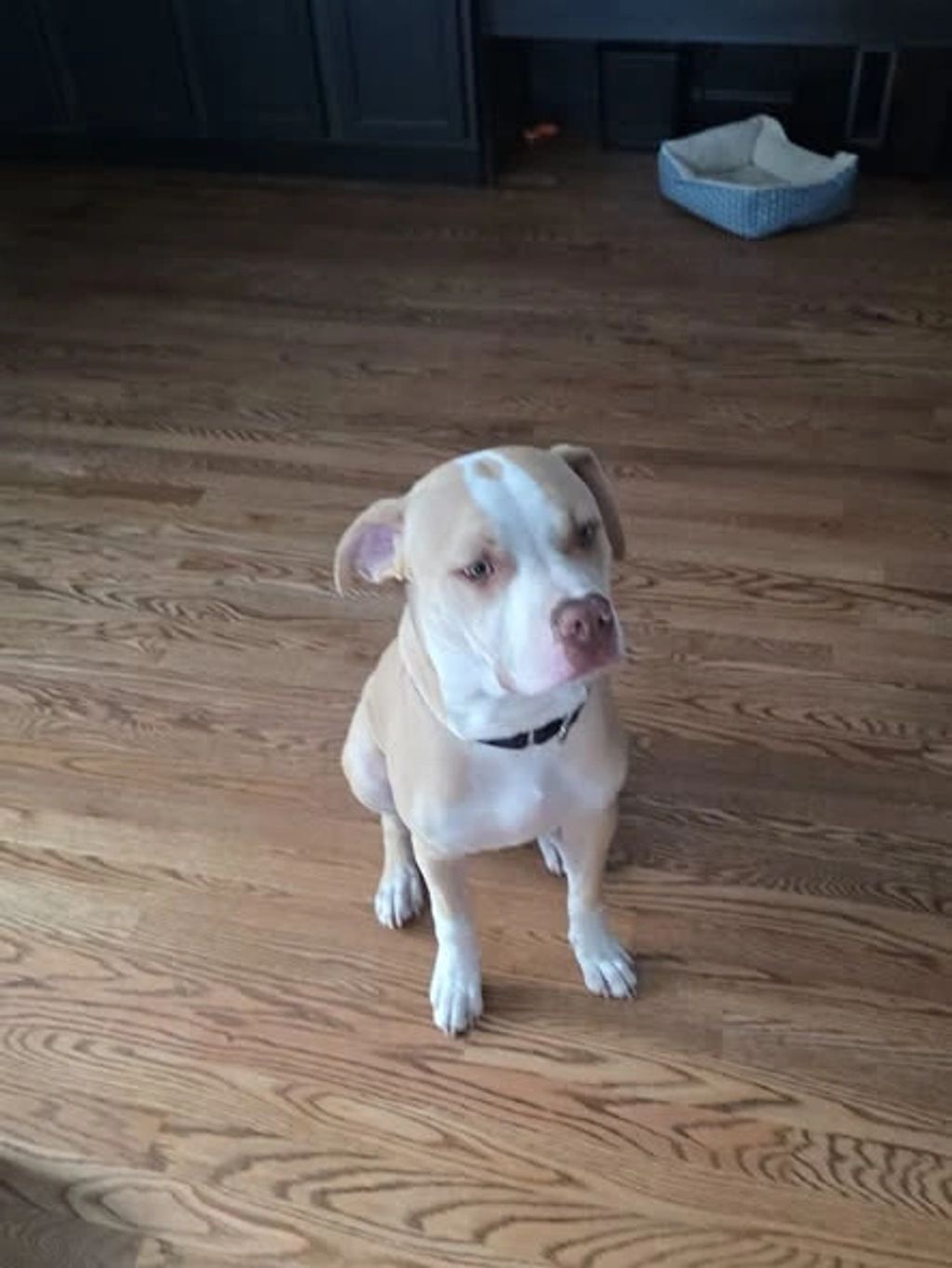 A tan and white dog sitting on a wooden floor indoors.