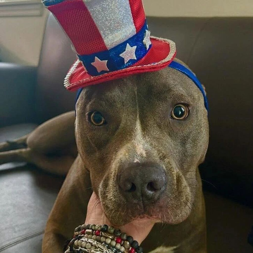 A dog wearing a patriotic red, white, and blue hat with stars.