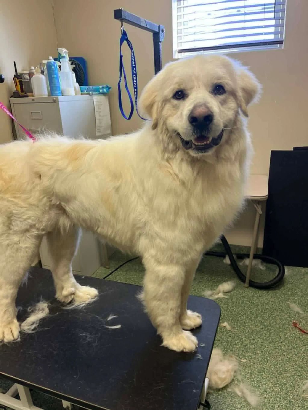 Fluffy white dog standing on grooming table with loose fur around.