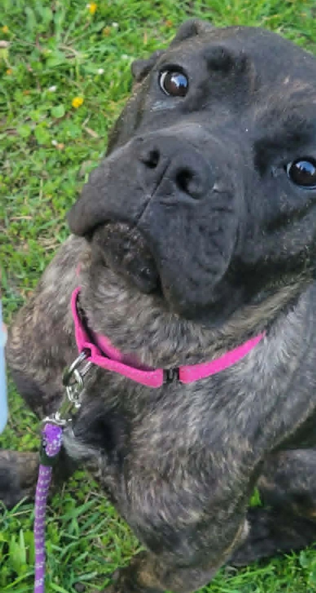 Close-up of a brindle dog with a pink collar sitting on grass.