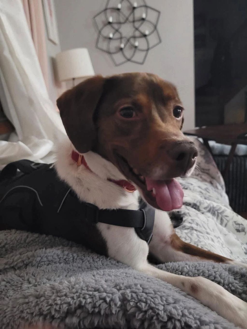 Happy dog with tongue out resting on a cozy blanket indoors.
