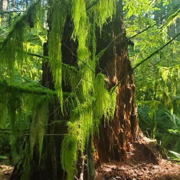 Sunlit moss drapes over thick tree trunks in a dense forest.