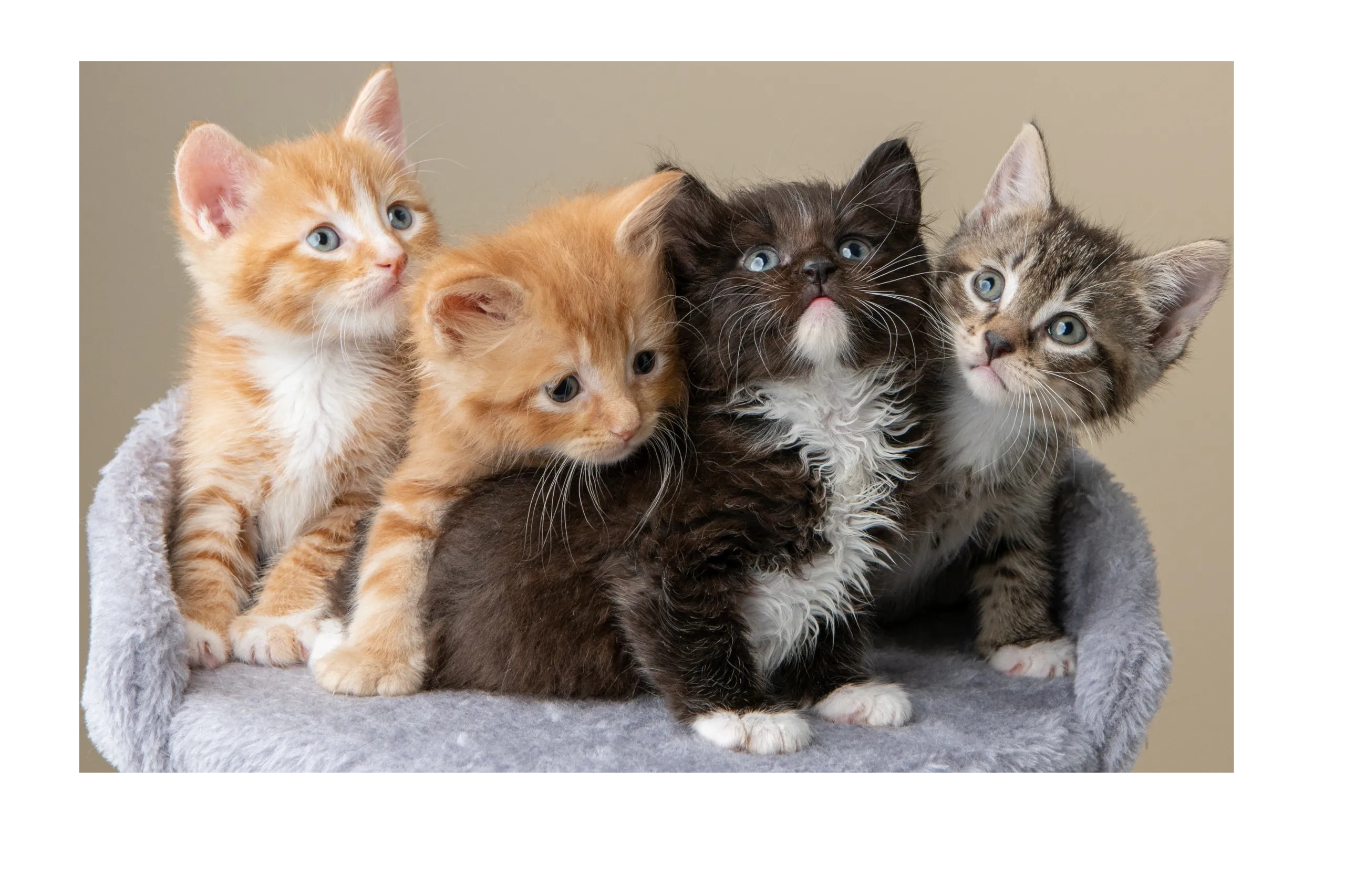 Beacon of Hope Animal Rescue logo