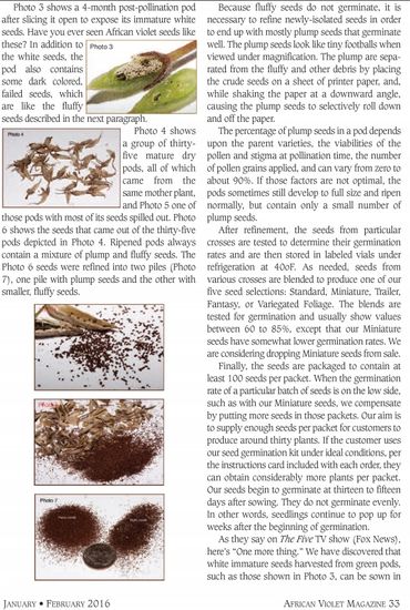 The second page of the infographic about African Violet seed production