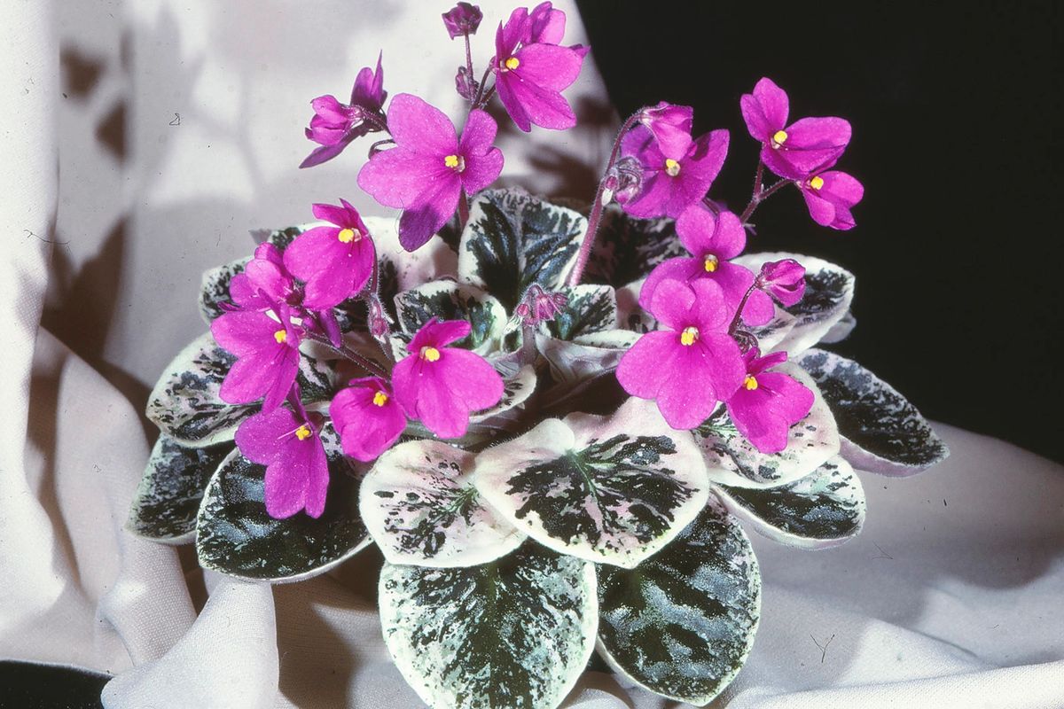 VARIEGATED