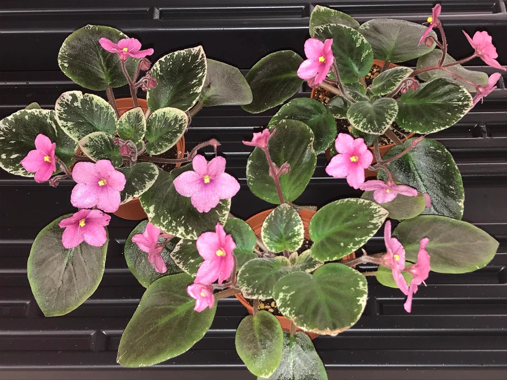 pink flowers