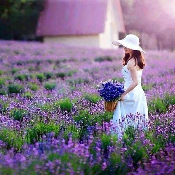 Campo de lavanda floreciendo majestuosa