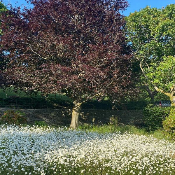 A large tree with dark red leaves stands behind a field of white flowers.