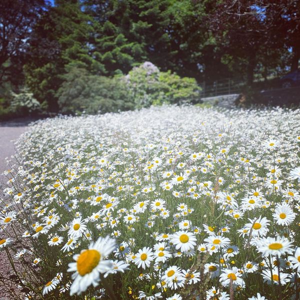 A vast field of blooming white daisies under a clear sky.