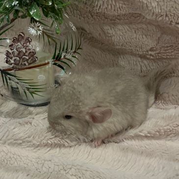 Our baby chinchilla