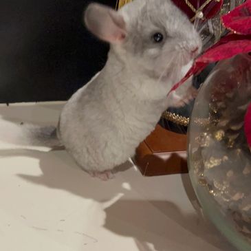 Chinchilla Love