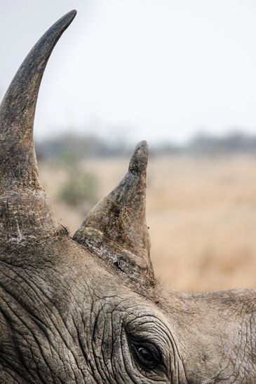 African Wildlife Photography Prints