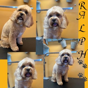 Cavoodle puppy trim