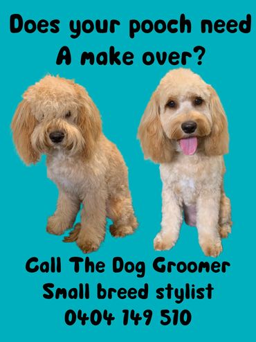 Before and after dog groom in Flinders Shellharbour at The Dog Groomer