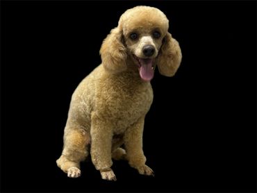 Poodle clip