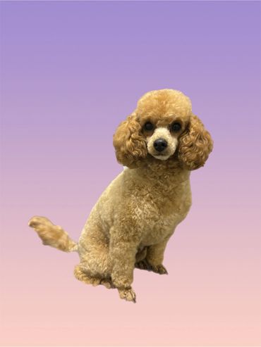 Another fresh poodle hair cut done in Flinders Shellharbour.