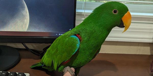 A green parrot stands next to a mousepad, holding a woman's hand