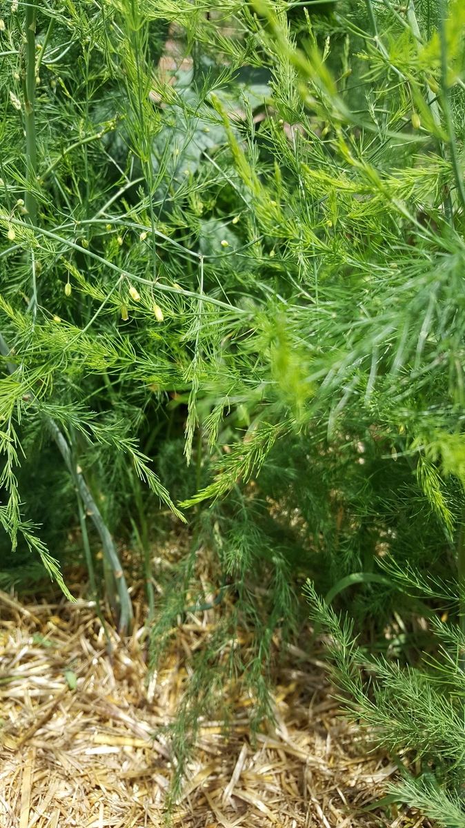 AsparagusUC 157 F1seeds