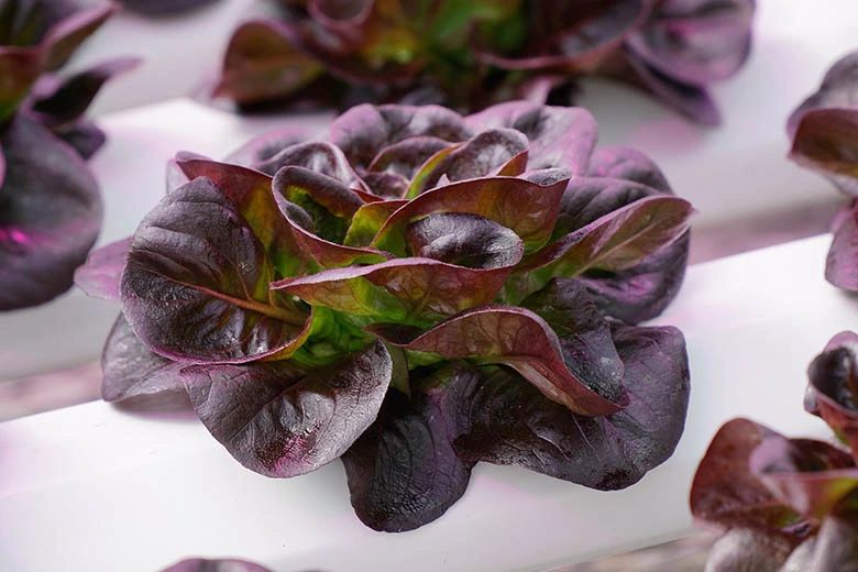 Lettuce, ButterheadSkyphos Certified Organic Pelleted Seed