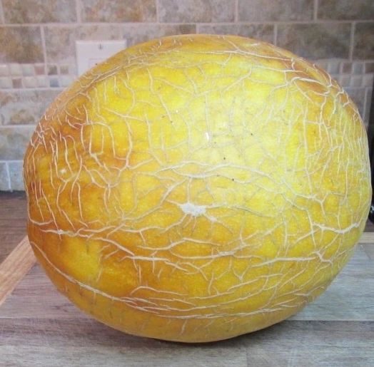 Melon,specialty-original Israel Melon