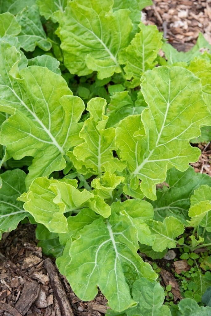 Jaywalker Yellow Collards