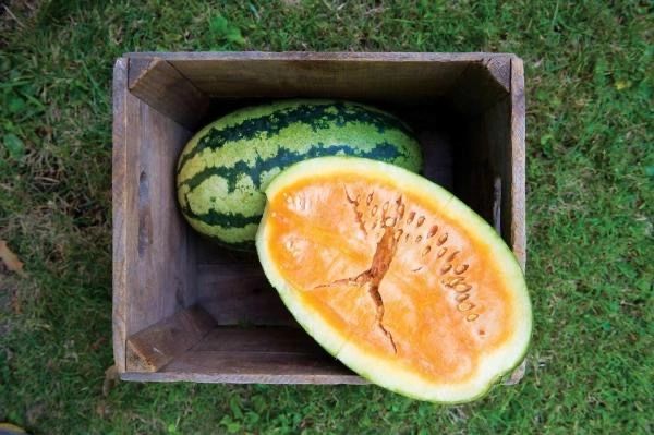 orangeglo watermelon