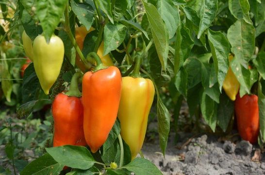 Mini Bell Pepper Mix Seeds