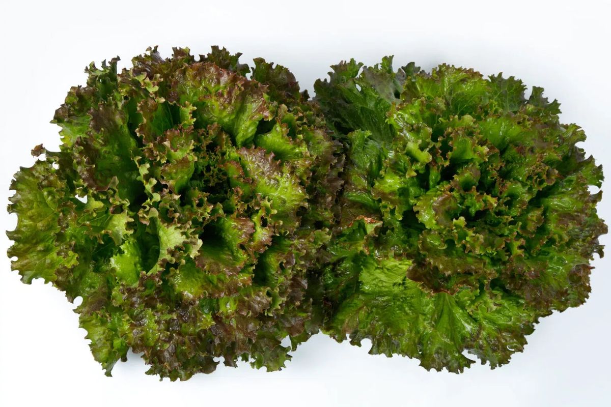 Red leaf LettuceBarnstormerdisease resistantpelleted