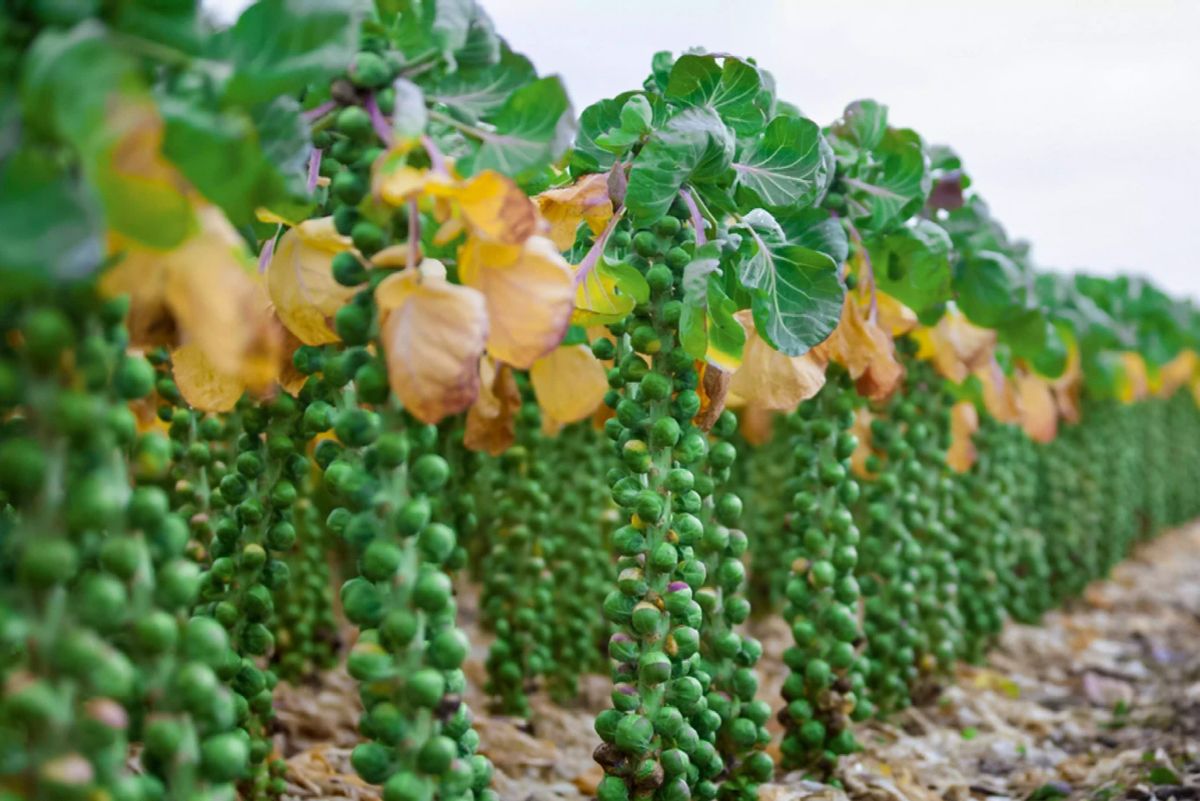 Brussels Sprouts-Jade