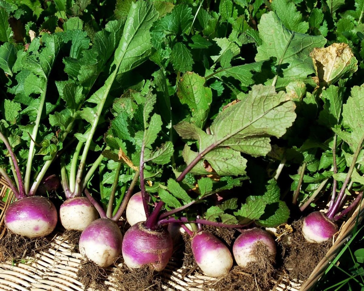 Turnip-Root-Purple Top White Globe
