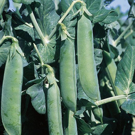 PeaEnglish ShellingUtrillo